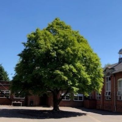 Moulton Tree